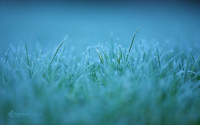 Wallpaper • Frozen Morning