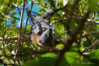  Grey-headed Flying-foxes