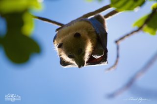  Grey-headed Flying-foxes