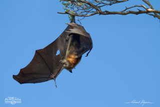  Grey-headed Flying-foxes
