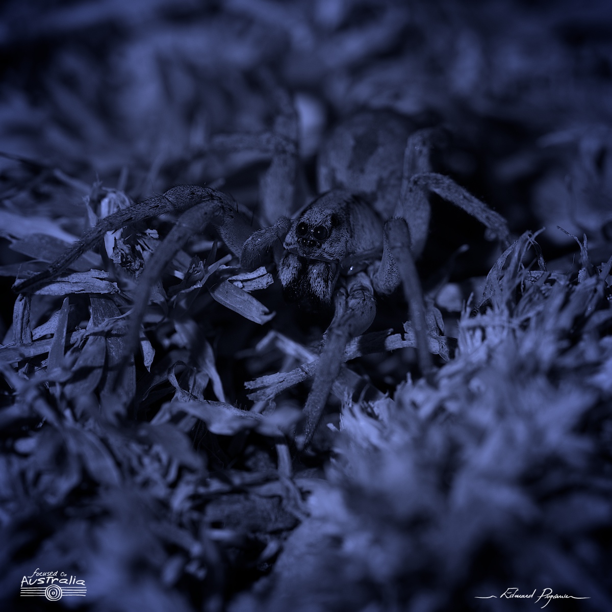 “Night” adjustment