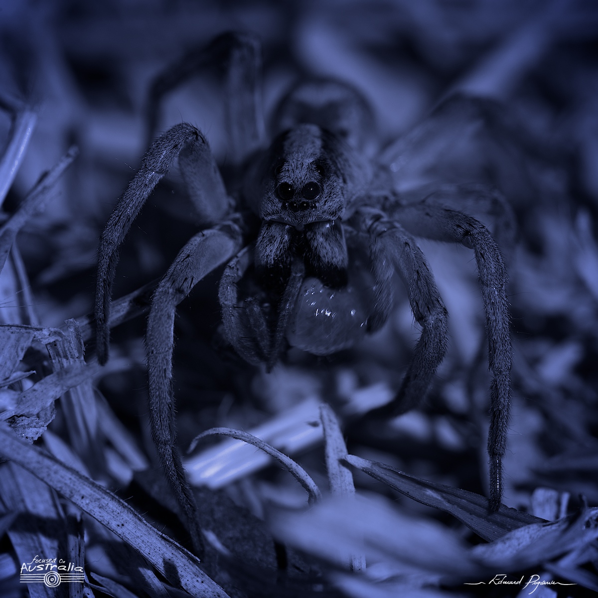 “Night” adjustment