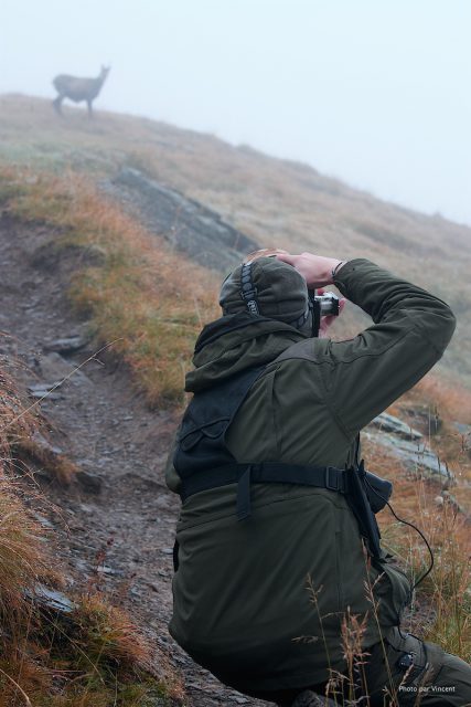 Chamois / Rupicapra rupicapra