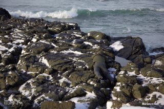 Bécasseau violet / Calidris maritima 