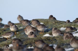 Bécasseau violet / Calidris maritima 