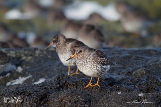 Bécasseau violet / Calidris maritima 