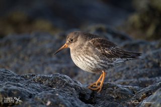 Bécasseau violet / Calidris maritima 