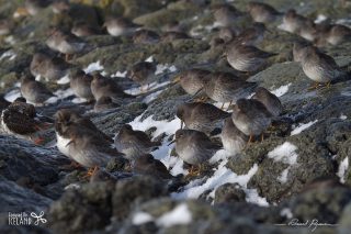 Bécasseau violet / Calidris maritima 
