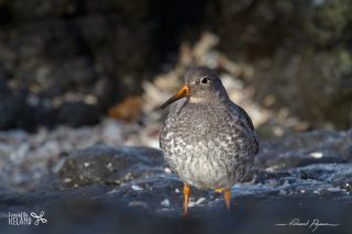 Bécasseau violet / Calidris maritima 