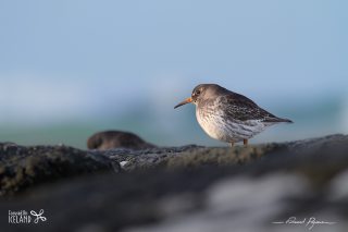 Bécasseau violet / Calidris maritima 
