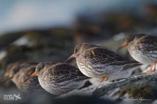 Bécasseau violet / Calidris maritima 