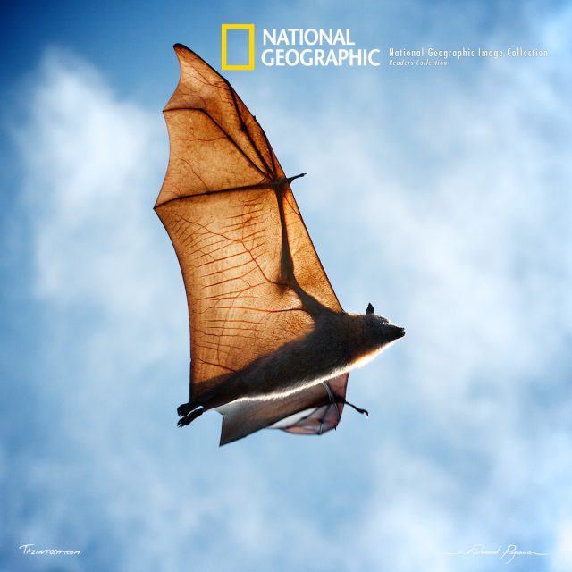 Wildlife &#038; Fauna